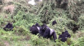 Mountain gorilla silverback signals siesta is over but kids stay to play; tourists snap photos, Volcanoes National Park, Rwanda