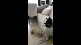 Husky vs cat. Husky puppy and cat play fight