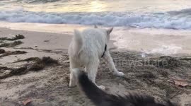 Husky puppies playing in the sand at the beach