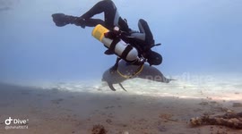 Diver has incredible encounter with playful bottlenose dolphin in Red Sea