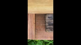 Bees With Orange And Yellow Knees