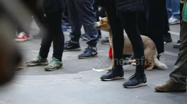 Dog barks at police horses during BLM protest, Melbourne