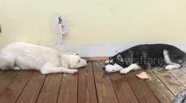 Huskies cooling off outside in water