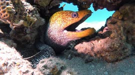 This moray eel looks like something straight out of a sci-fi film