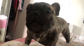 Rude wake up call from French bulldog