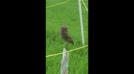Burrowing owls nest, dad look out