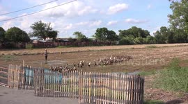Ducks waddle home from a paddy field, and into a waiting trailer to take them home.