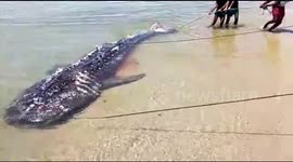Carcass of 12-foot long female whale shark washed ashore in southern India