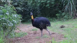 Endemic animals captured on camera when we visited Malagufuk village, Sorong