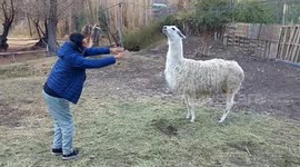 alpacas spit their new king, laughable family trip