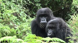 Young mountain gorillas play-fight and chase, adult females join in wrestling and tickling in Volcanoes National Park, Rwanda