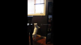 SImons' Screen test- Cat hangs from screen attempting to get out the window