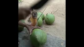 Amazing babe monkey funny