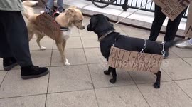 'Racists will be bitten': Anti-racism puppy patrol attend Black Lives Matter protest in London