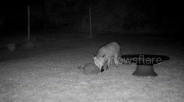 A wild fox and a hedgehog have were caught enjoying a midnight feast together
