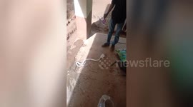 Rare white cobra caught in southern India
