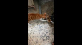 Mummy Vs Son Night Fight