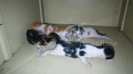 3 Week Old Born Kitties Calling Mummy
