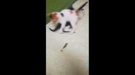 Baby kitties fight look like