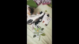 Mummy Cat Comfort Her Babies With Sleep Shower