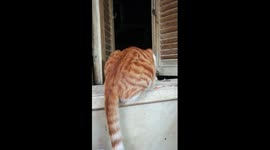 Cat Wanted To Jump Off Window After 3 Months Of Quarantine