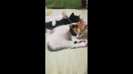 Triplets Sleep On Bed