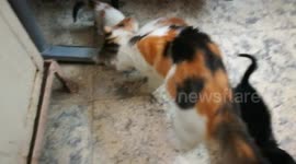 How Mummy Cat Moves Her Babies
