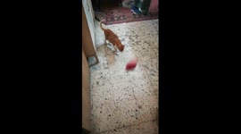 Kitty With Football Talents