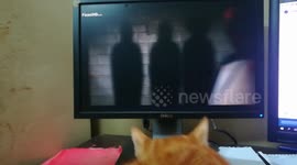 Kitty Watch Tv In Quarantine Time With Owner