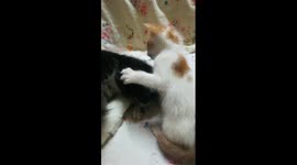 Angle Kitty Wants Breastfeeding