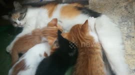 Milk Mummy Cat Breastfeeding