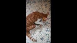 Big Kitty Play Rough Game With Son