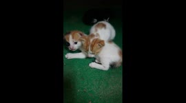 Triplets Sits On Carpet