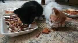 Hungry Hungry Twins Cats Eats Chicken Bones
