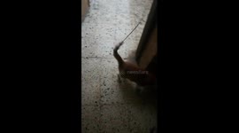 Kitty Wasn't Bored In Quarantine Days