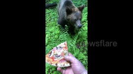 Adopted brown bear loves eating all manner of foods
