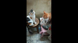 Angry Mummy Moves Her Tail