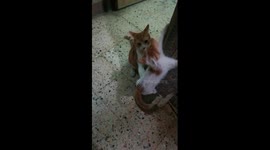 Interesting Father Kitty Play With Kitten In Quarantine Days