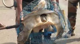 Endangered softshell turtle rescued after being fished up in southeast India