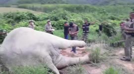 Elephant found dead after being suspected electrocution from fence around fruit farm