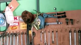 Shocked mechanic finds snake strangling a gecko on his tool shelf