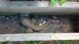 Wild monitor lizard rescued after getting its head stuck in drain pipe in Thailand