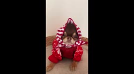 Cute puppy in rainbow outfits