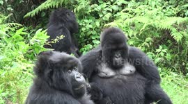 Weaning is a slow process. Infant mountain gorilla tries to feed but Mum cuddles then distracts by grooming, Volcanoes National Park, Rwanda.