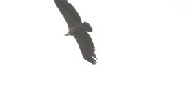 majestic griffon vulture flying in swiss Alps ( slow motion )