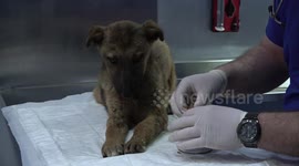 Injured and abused puppy in Jordan rescued and taken to shelter for treatment in Jordan