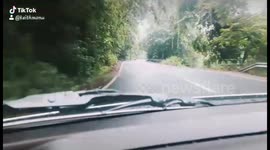 Forest highway