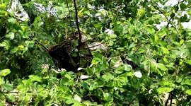 Forest officials rescue four-metre-long python from neighbourhood in northern India