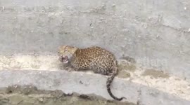 Lost leopard cub rescued from well in central Indian village