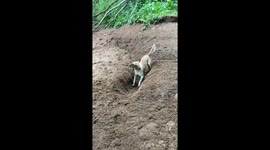 Dog comes up with genius hack to play fetch with himself - by digging a trench